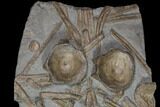 Plate Of Fossil Ichthyosaur Ribs & Vertebrae - Germany #114206-2